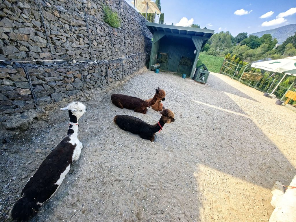 Hotel Boutique Roser House ,locul în care luxul și natura se întâlnesc 9 Hotel Boutique Roser House animale