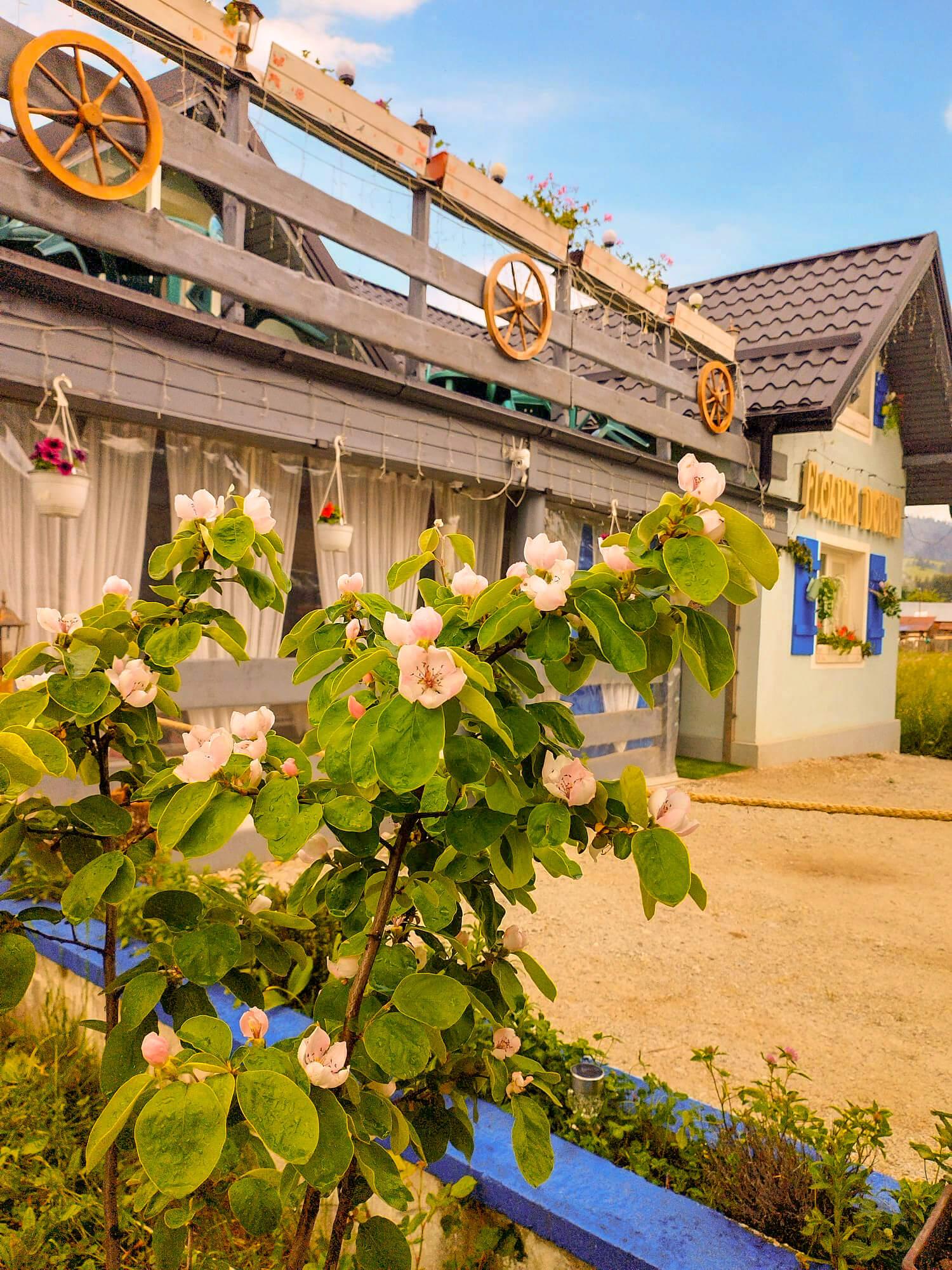 Pensiunea Floarea Dornei