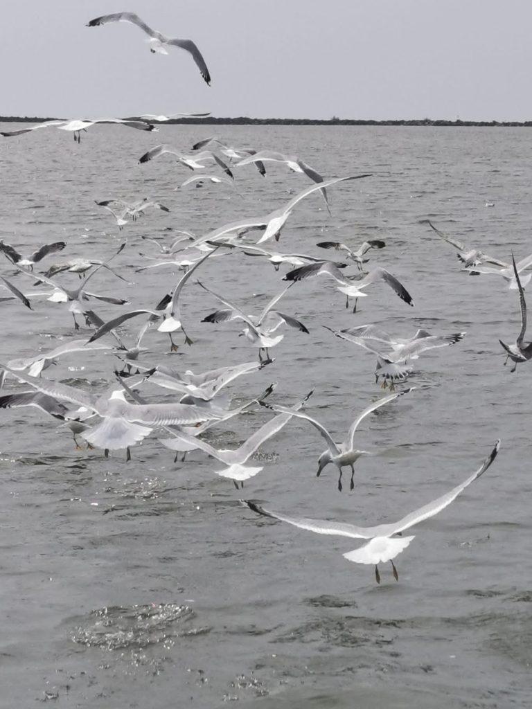 Exploreaza si descopera Delta Dunarii cu Nautica Sulina 3 Nautica Sulina