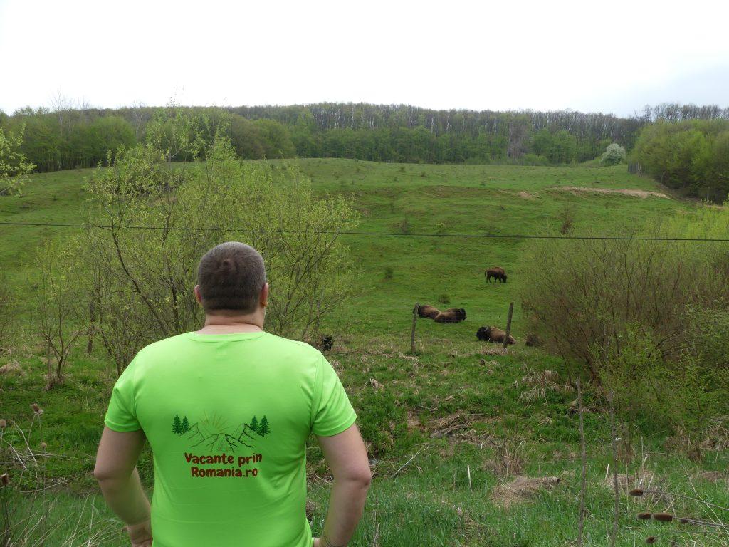5 rezervatii din Romania,unde încă mai putem vedea zimbru 4 collage 2