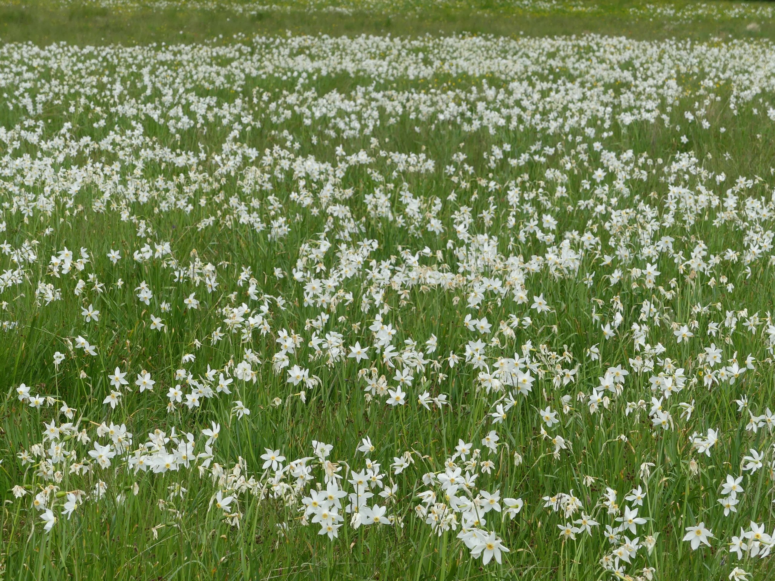 Poiana Narciselor