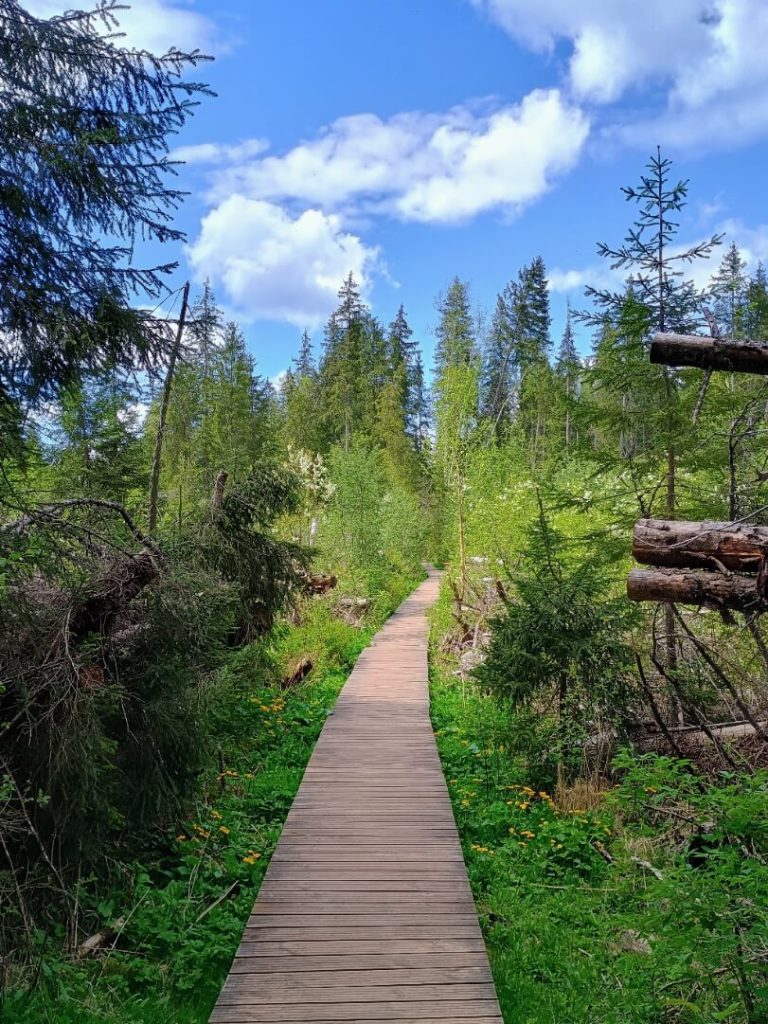 Explorând la pas Tinovul Mare 4 Tinovul Mare