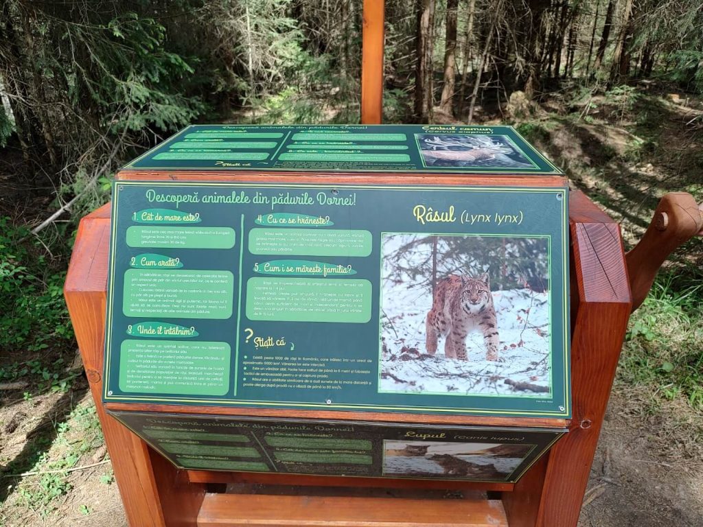 Explorând la pas Tinovul Mare 8 Tinovul Mare