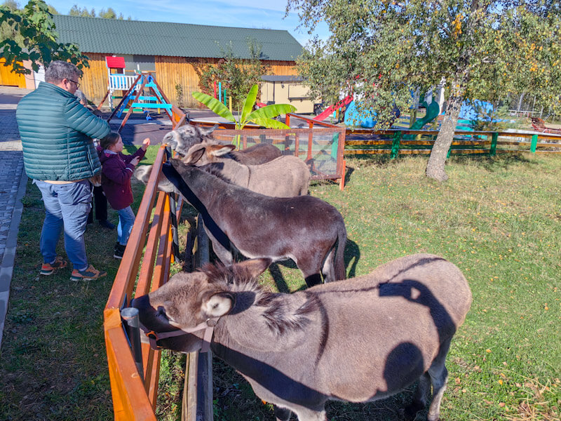 Parcul de Agrement Moara de Vânt magarii hraniti
