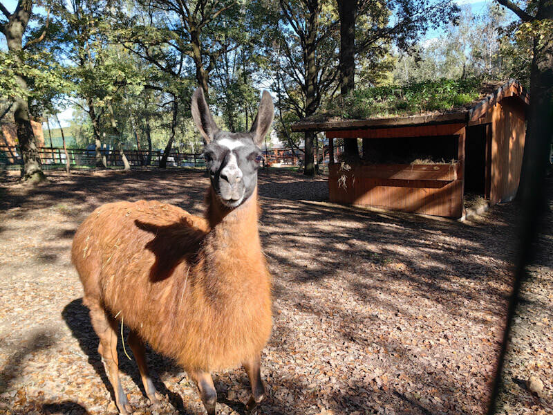 lama