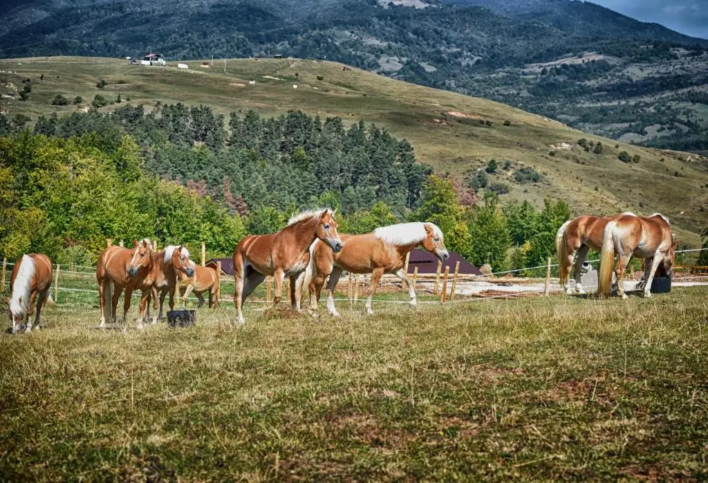 Cazare Family-Friendly în Mijlocul Naturii: Potcoava Mountain Hideaway 4 Cazare Family-Friendly